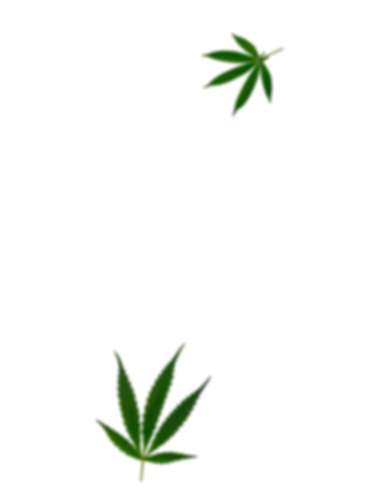 cannabis