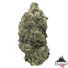 StarDawg