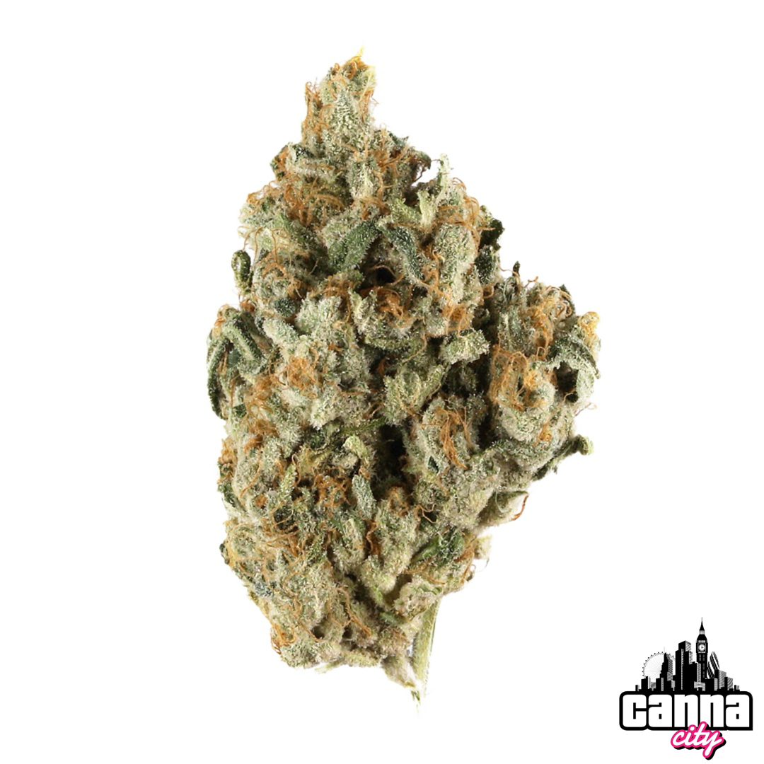 Buy Buds Benji