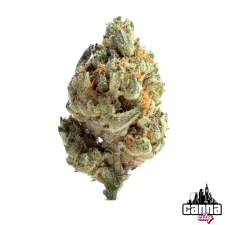 Gelato