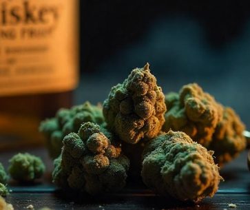 Tommy Shelby: A Cannabis Strain of Legendary Sophistication