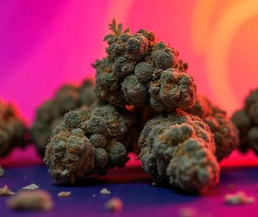 Sativa Strains: Tapping into Natural Energy and Mental Energy