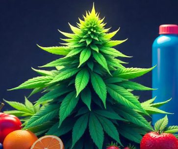 Cannabis and Weight Loss: Fact or Fiction