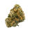 Cheese Strain
