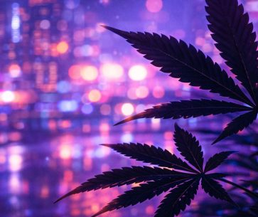 How Do You Grow Cannabis?