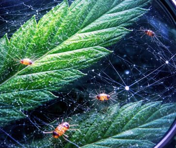 Spider Mites & Cannabis