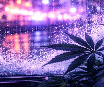 What Makes THC Flower More Appealing During the Winter Season
