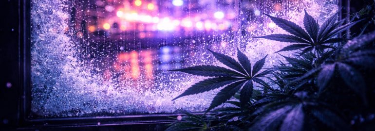 where i can buy marihuana online Canna City UK 