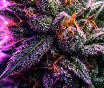 Cannabis and Potency — More Than Just THC