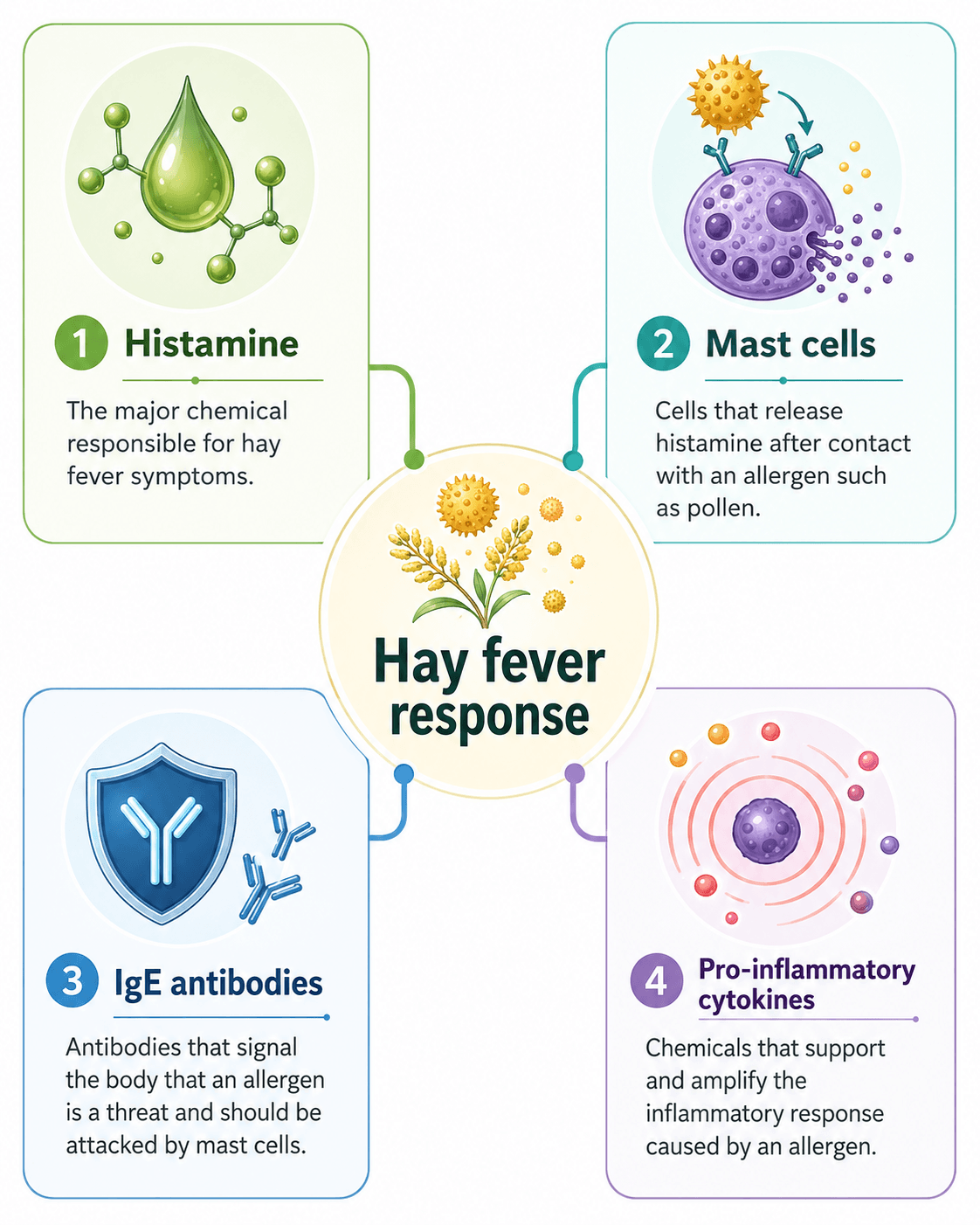 What Actually Happens During a Hay Fever Response