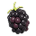 Flavor Blackberry