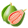 Flavor Guava