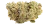 Blue Zushi Strain