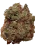 Lemon Haze Strain