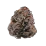 Purple grand daddy Strain