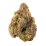 Stardawg Strain