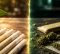 Pre-Rolls vs Rolling Your Own: Pros, Cons, and When Each Makes Sense