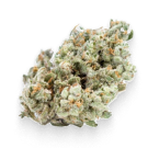 Jack Herer Strain